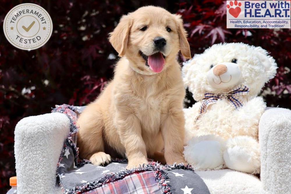 Arizona Image of Arizona, a Golden Retriever puppy