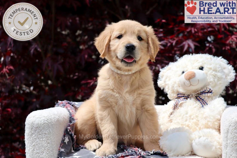 Arizona Image of Arizona, a Golden Retriever puppy