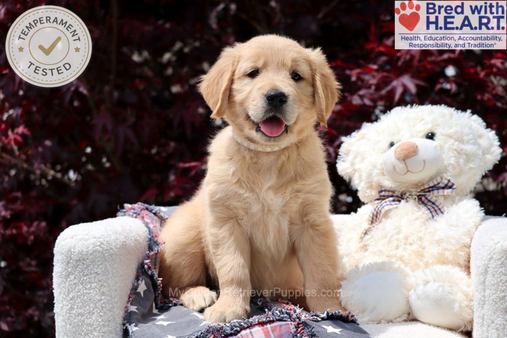 Arizona Image of Arizona, a Golden Retriever puppy