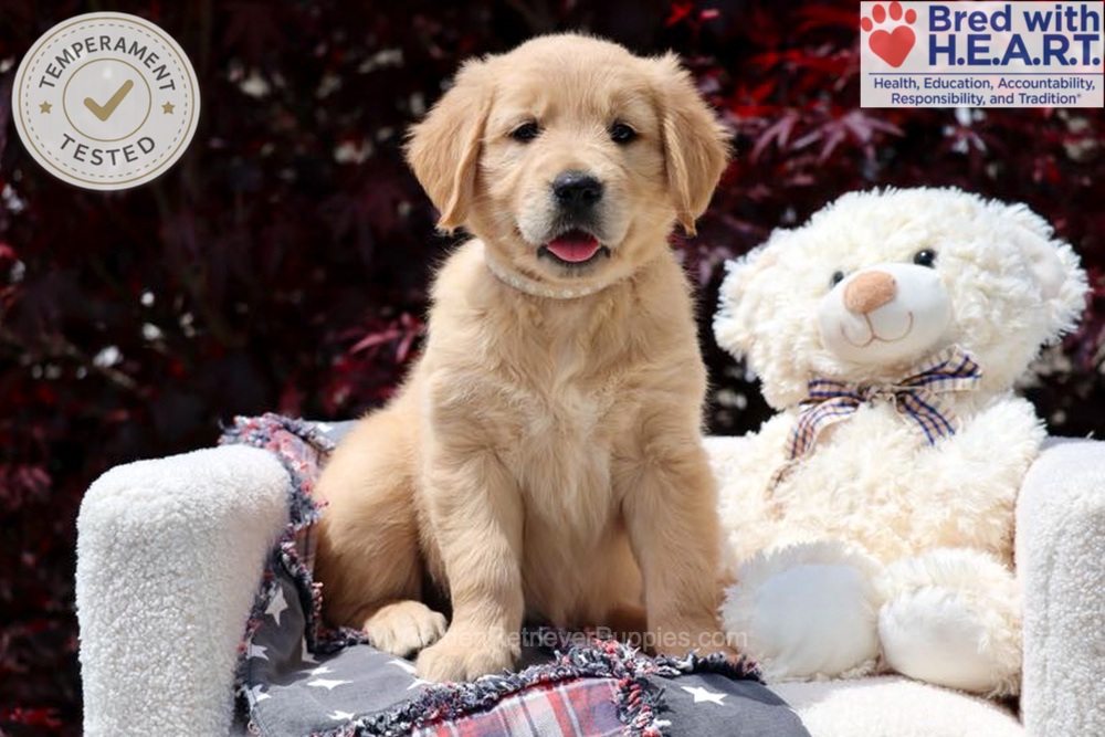 Arizona Image of Arizona, a Golden Retriever puppy