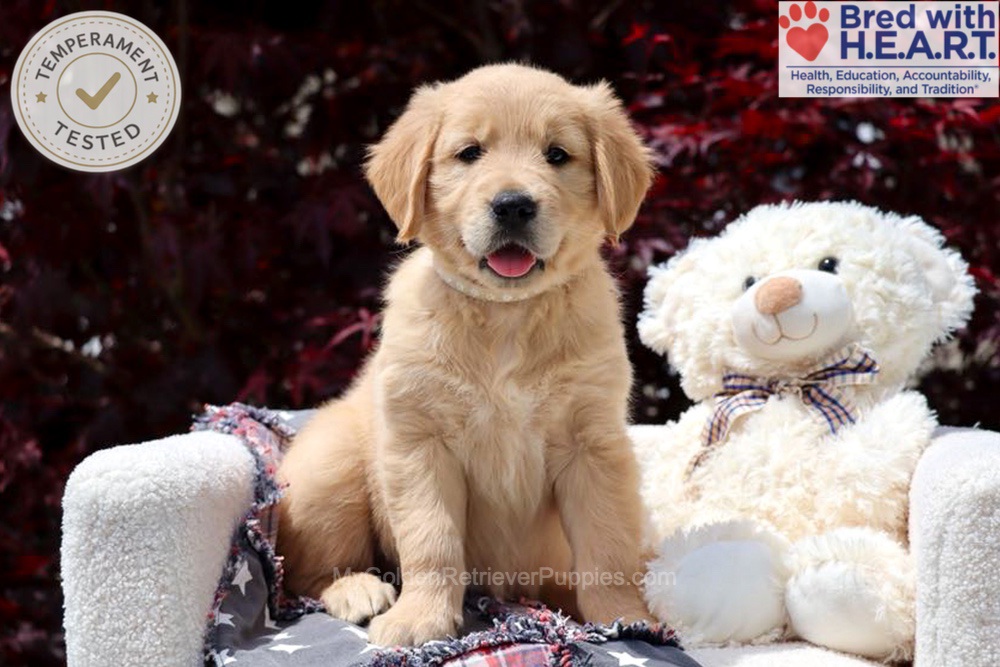 Arizona Image of Arizona, a Golden Retriever puppy