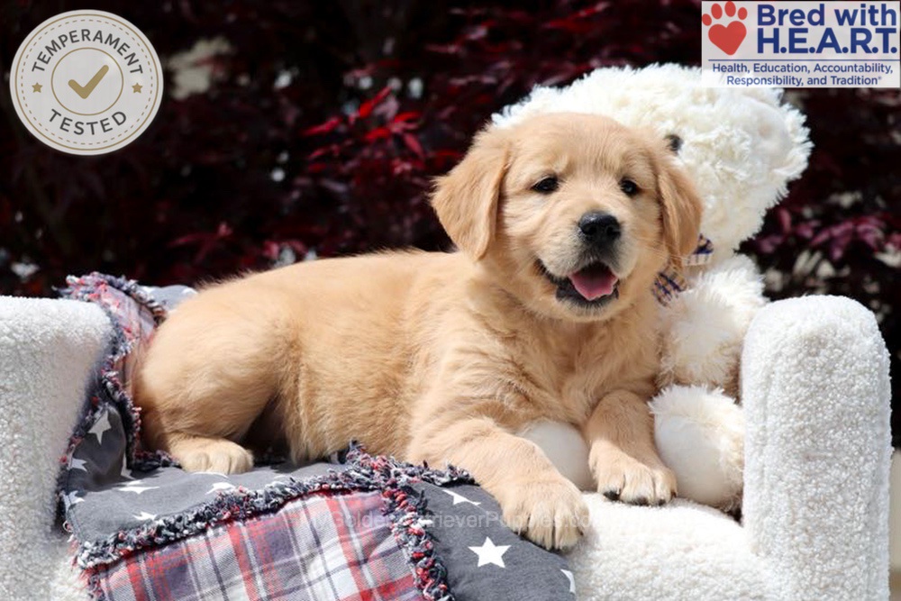 Arizona Image of Arizona, a Golden Retriever puppy