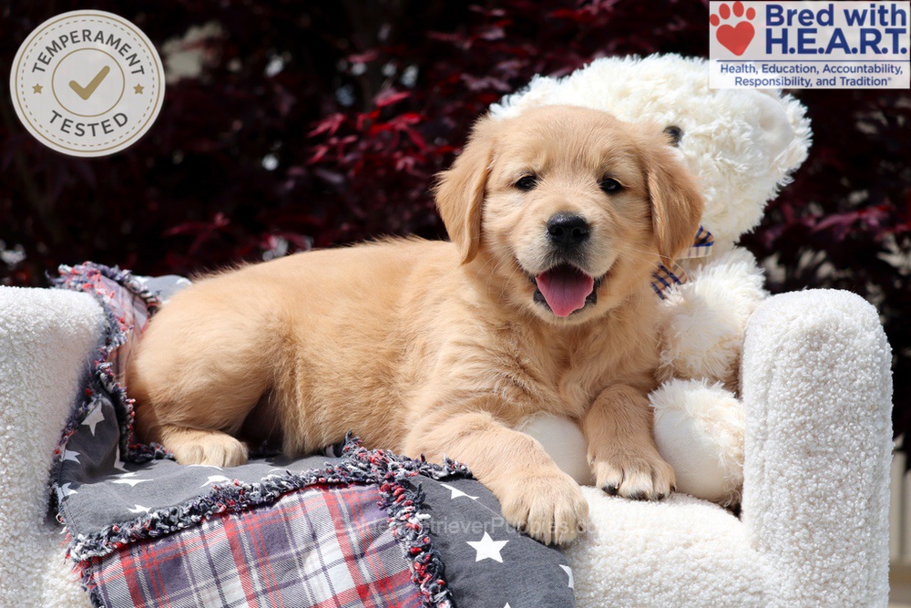 Arizona Image of Arizona, a Golden Retriever puppy