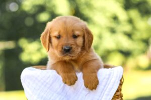 Image of Arlo, a Golden Retriever puppy