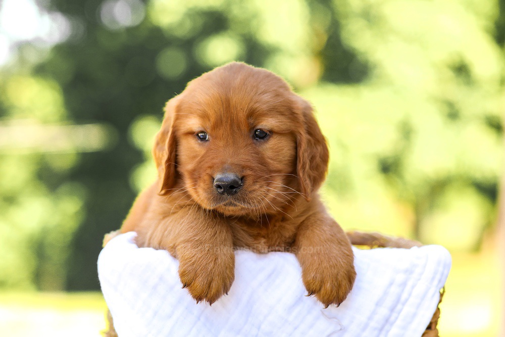 Arthur Image of Arthur, a Golden Retriever puppy