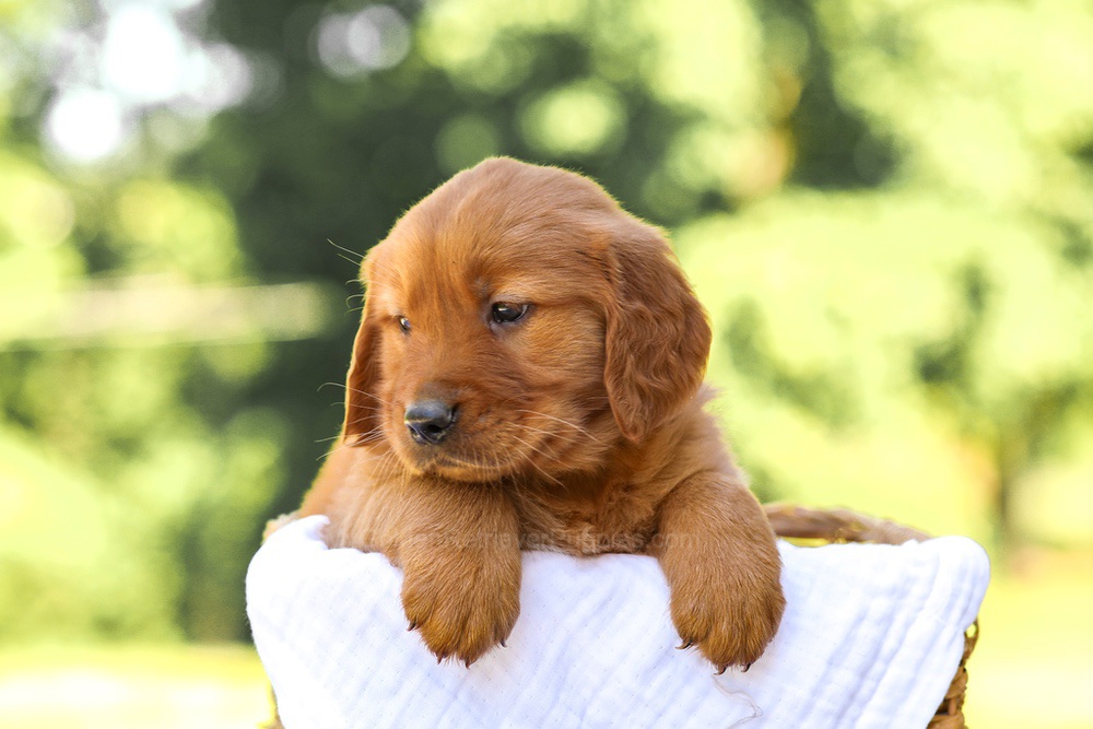 Arthur Image of Arthur, a Golden Retriever puppy