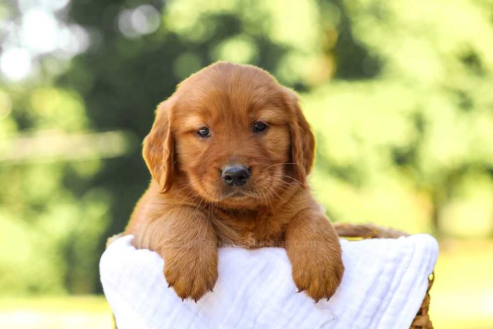 Arthur Image of Arthur, a Golden Retriever puppy