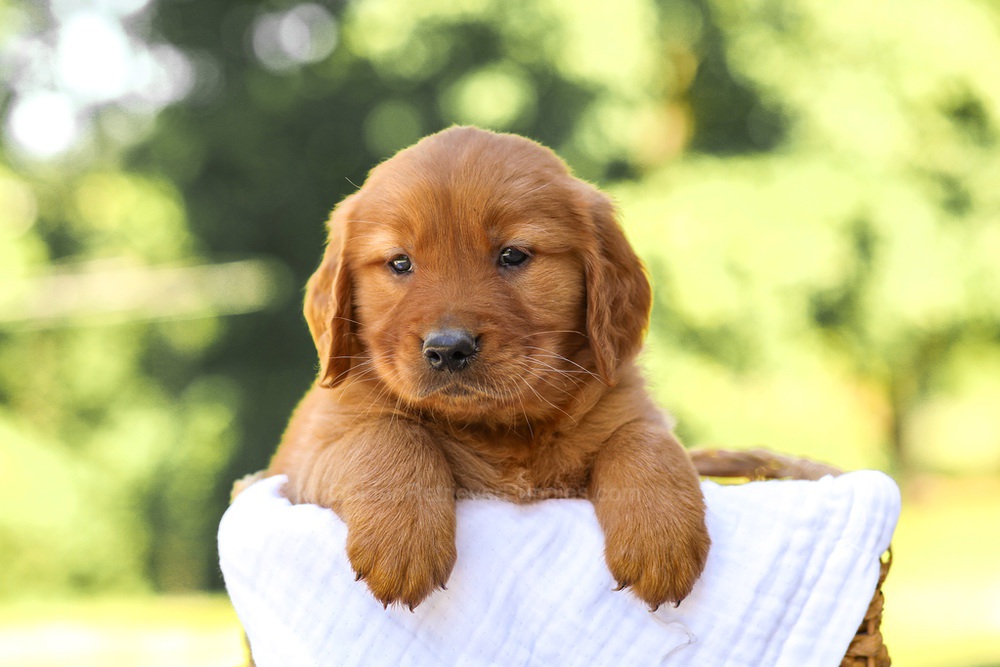 Arthur Image of Arthur, a Golden Retriever puppy