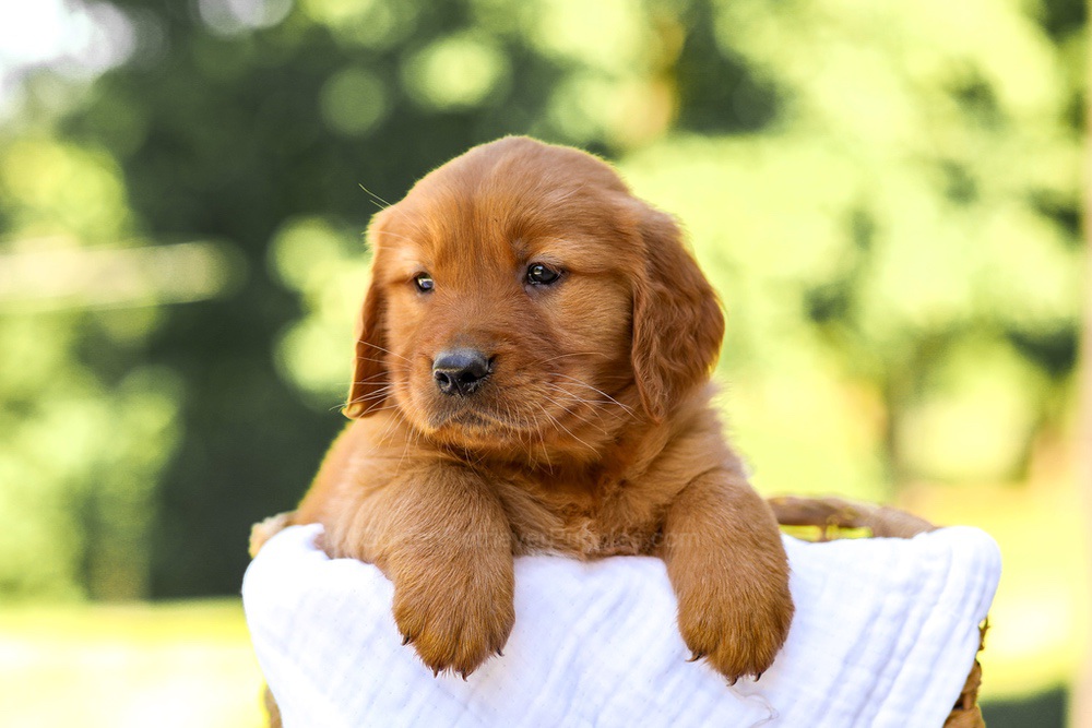 Arthur Image of Arthur, a Golden Retriever puppy