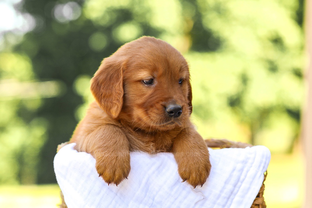Arthur Image of Arthur, a Golden Retriever puppy