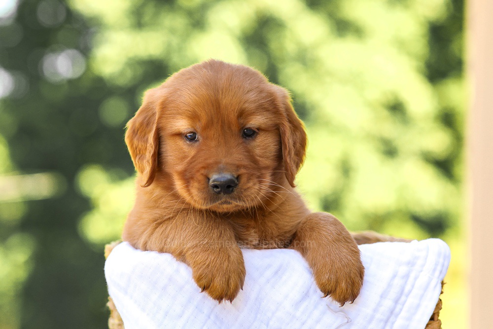 Arthur Image of Arthur, a Golden Retriever puppy