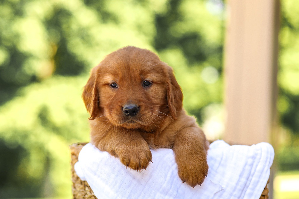 Arthur Image of Arthur, a Golden Retriever puppy