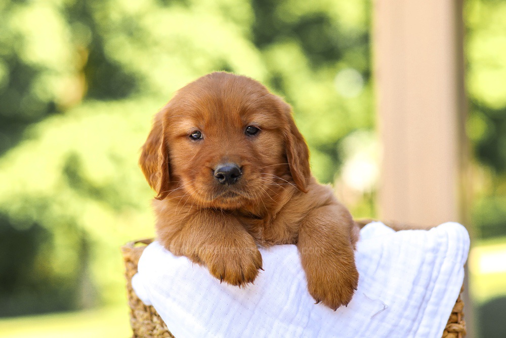 Arthur Image of Arthur, a Golden Retriever puppy