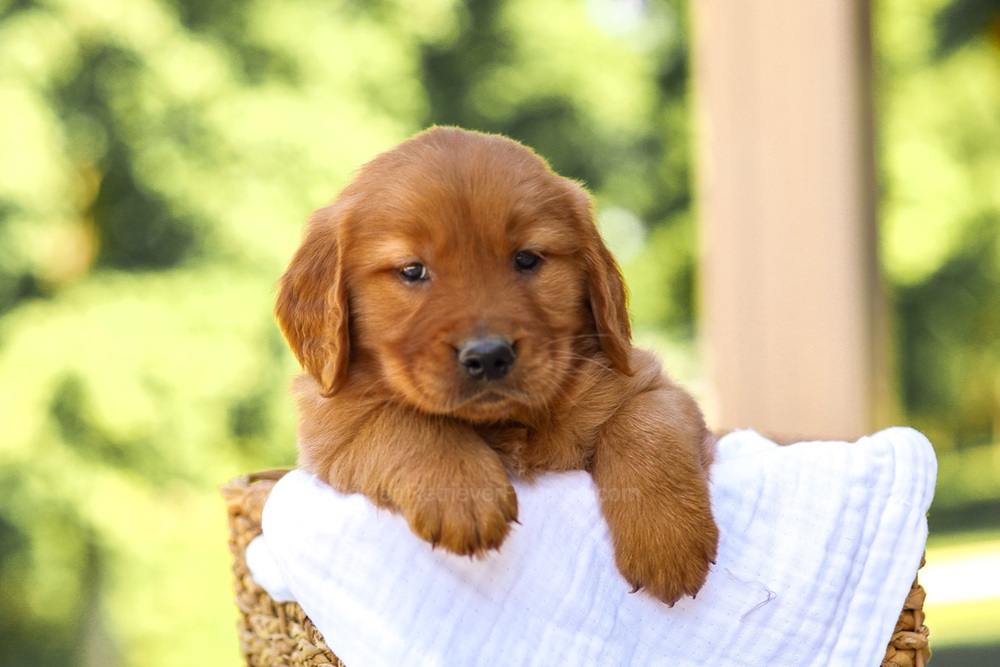 Arthur Image of Arthur, a Golden Retriever puppy