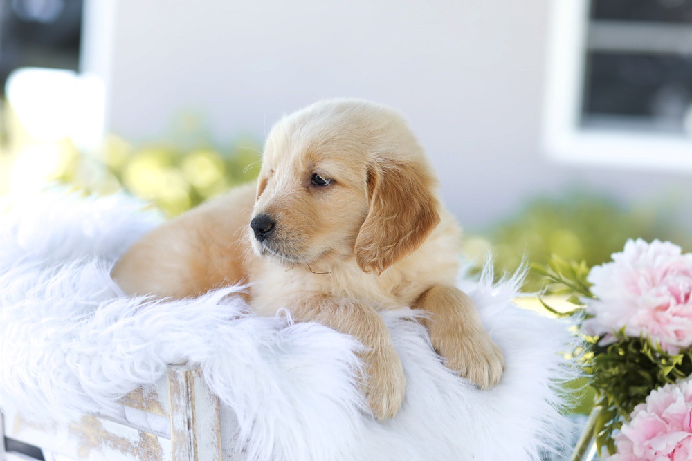 Bacon Boy Image of Bacon Boy, a Golden Retriever puppy