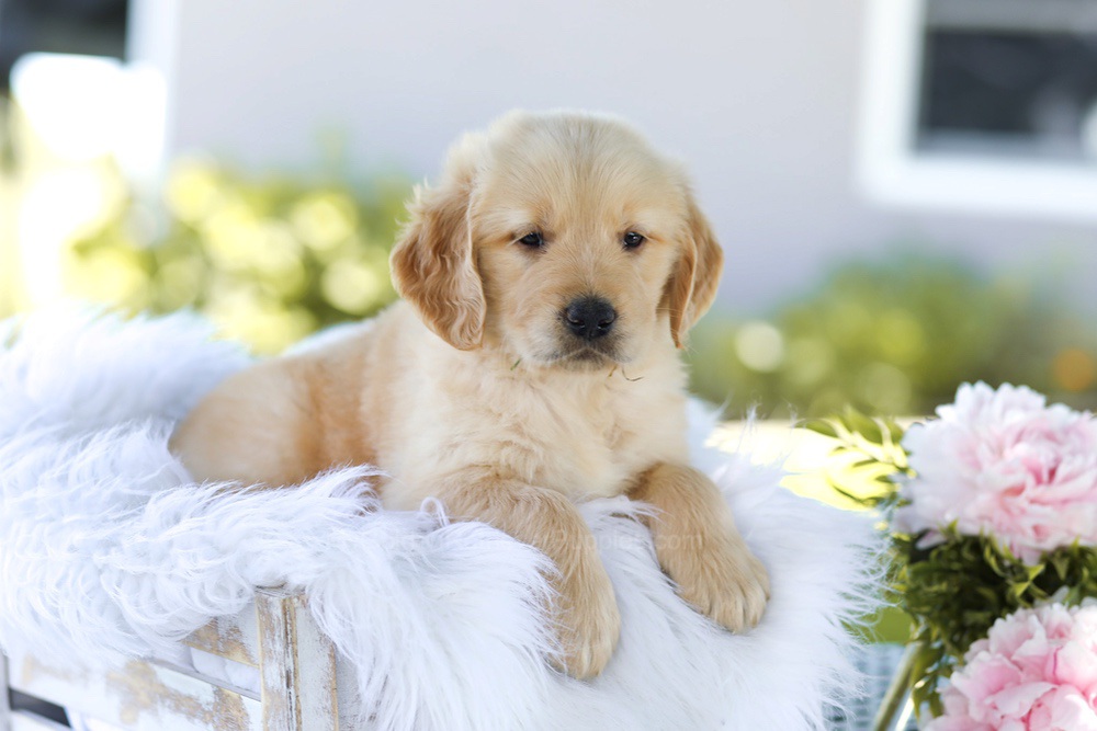 Bacon Boy Image of Bacon Boy, a Golden Retriever puppy