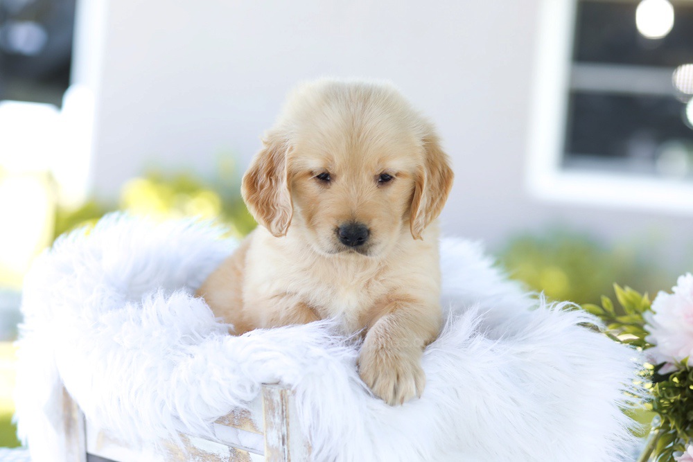 Bacon Boy Image of Bacon Boy, a Golden Retriever puppy