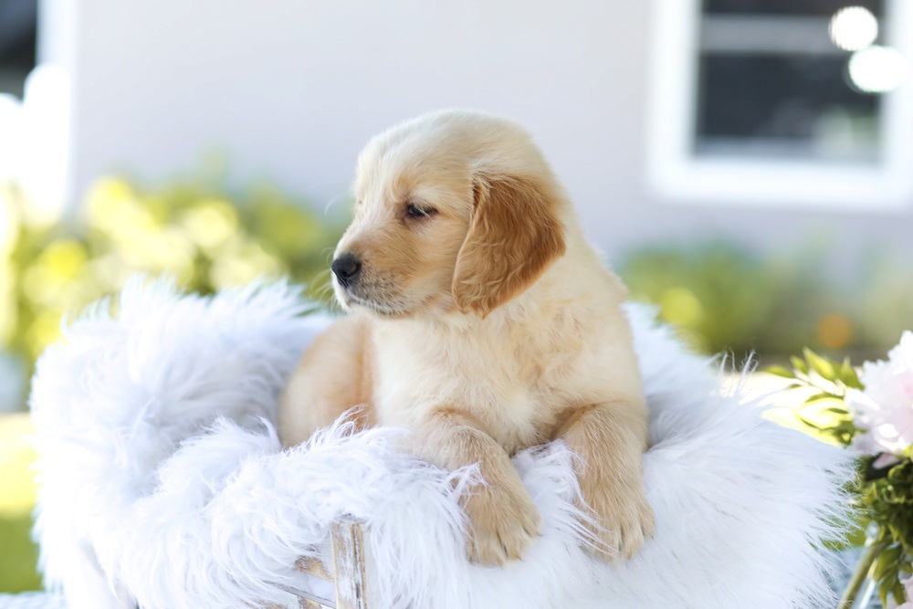Bacon Boy Image of Bacon Boy, a Golden Retriever puppy