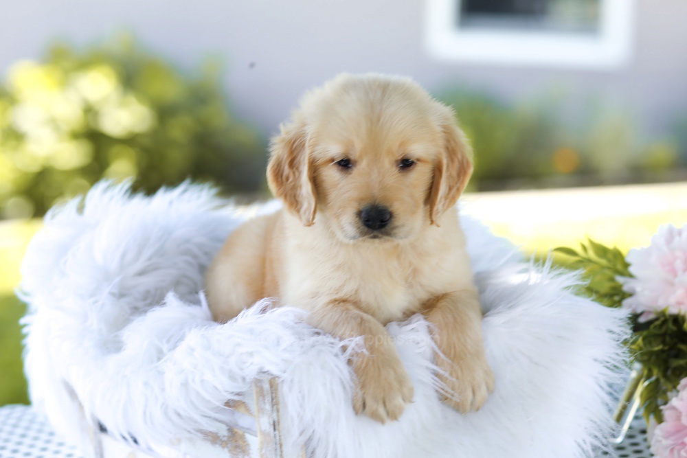 Bacon Boy Image of Bacon Boy, a Golden Retriever puppy