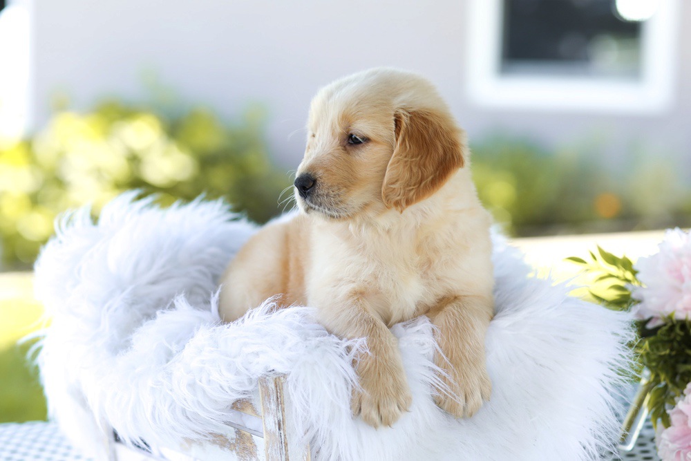 Bacon Boy Image of Bacon Boy, a Golden Retriever puppy