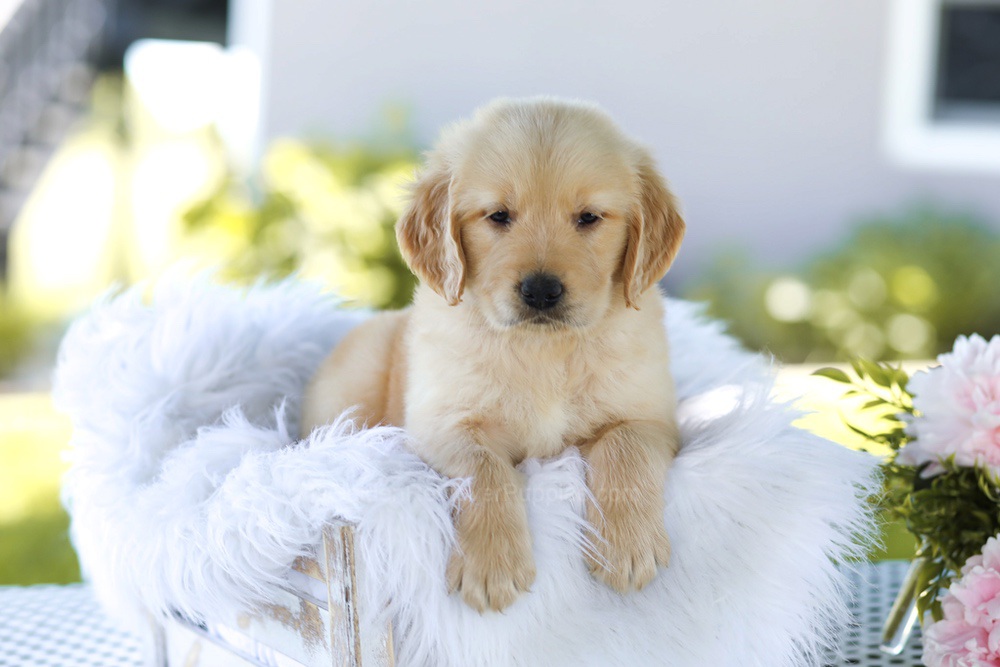Bacon Boy Image of Bacon Boy, a Golden Retriever puppy