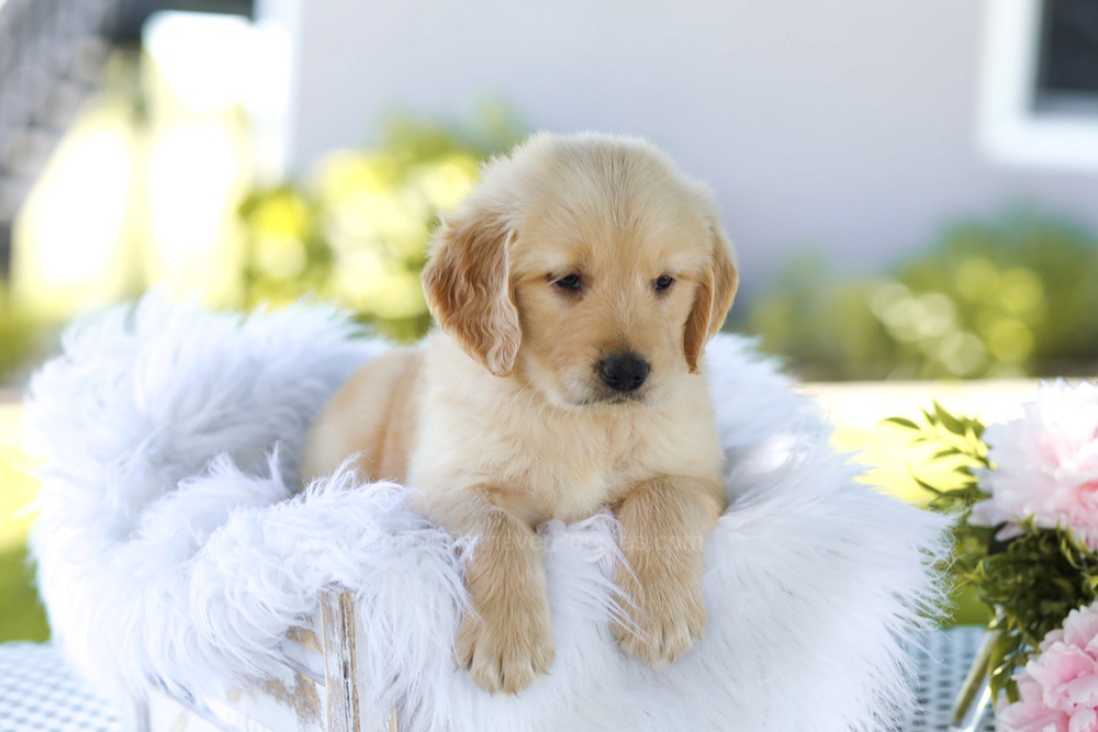 Bacon Boy Image of Bacon Boy, a Golden Retriever puppy