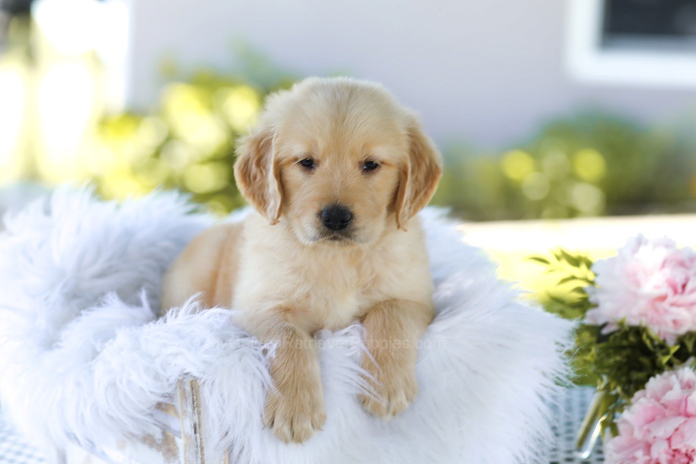 Bacon Boy Image of Bacon Boy, a Golden Retriever puppy