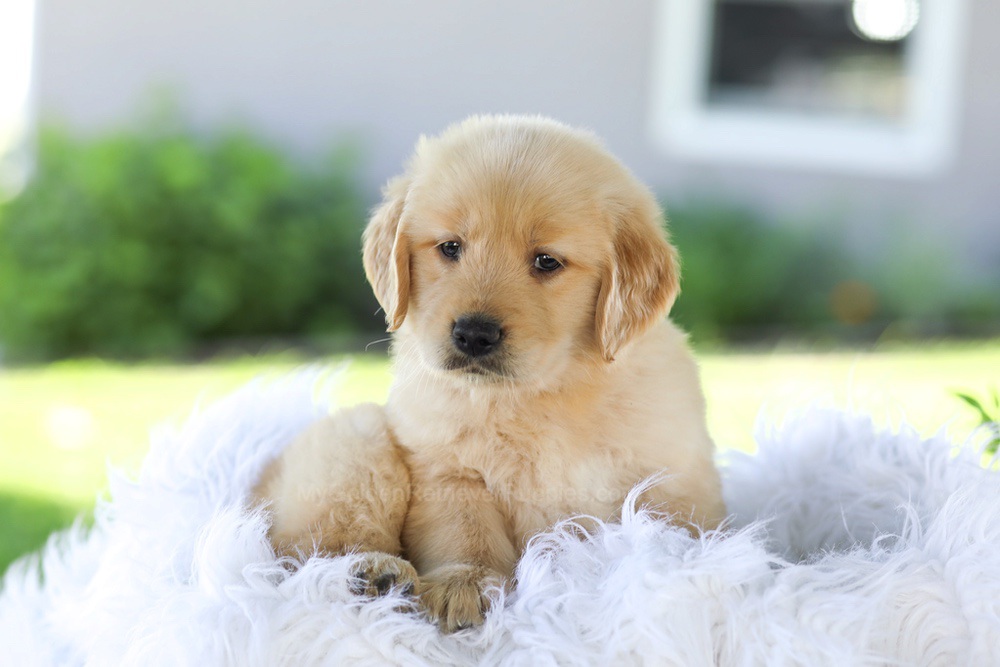 Badger Image of Badger, a Golden Retriever puppy