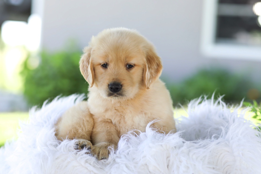 Badger Image of Badger, a Golden Retriever puppy