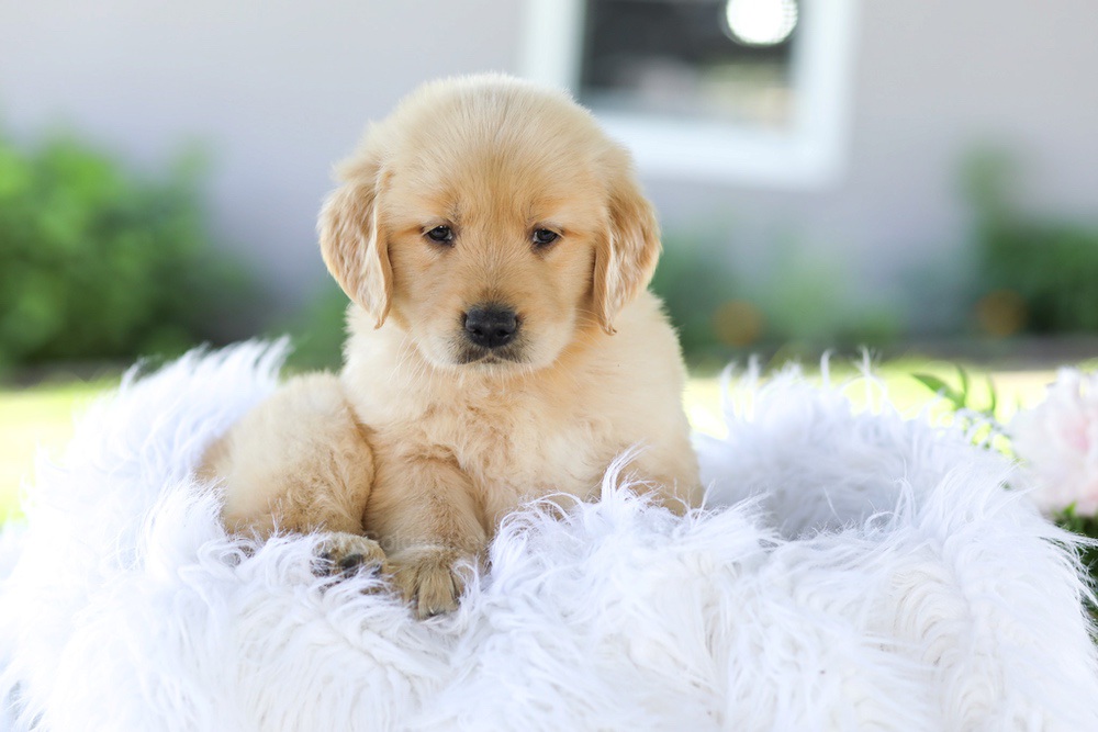 Badger Image of Badger, a Golden Retriever puppy