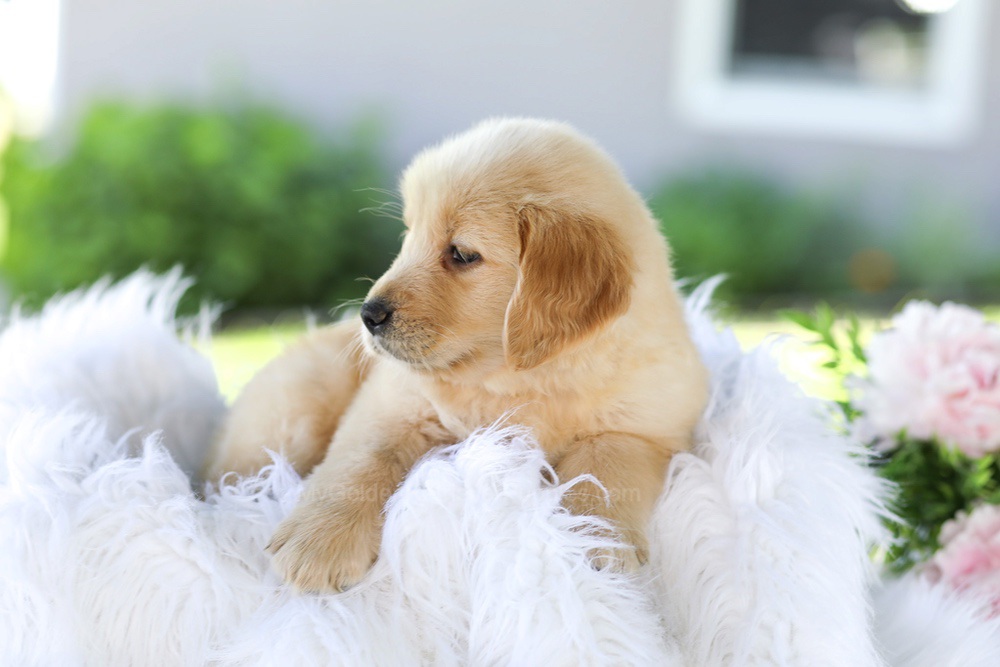 Badger Image of Badger, a Golden Retriever puppy