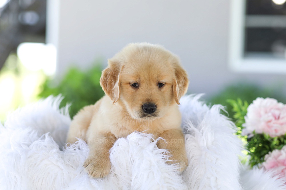 Badger Image of Badger, a Golden Retriever puppy