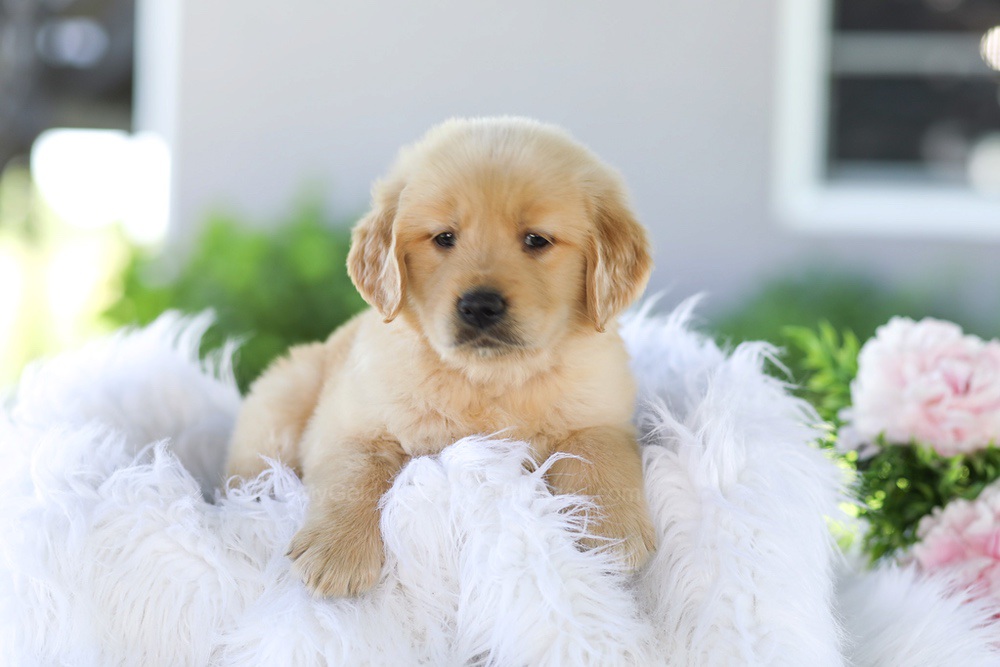 Badger Image of Badger, a Golden Retriever puppy