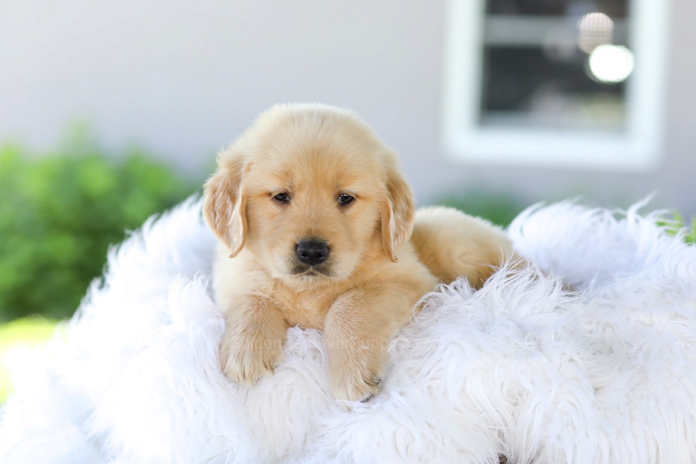 Badger Image of Badger, a Golden Retriever puppy