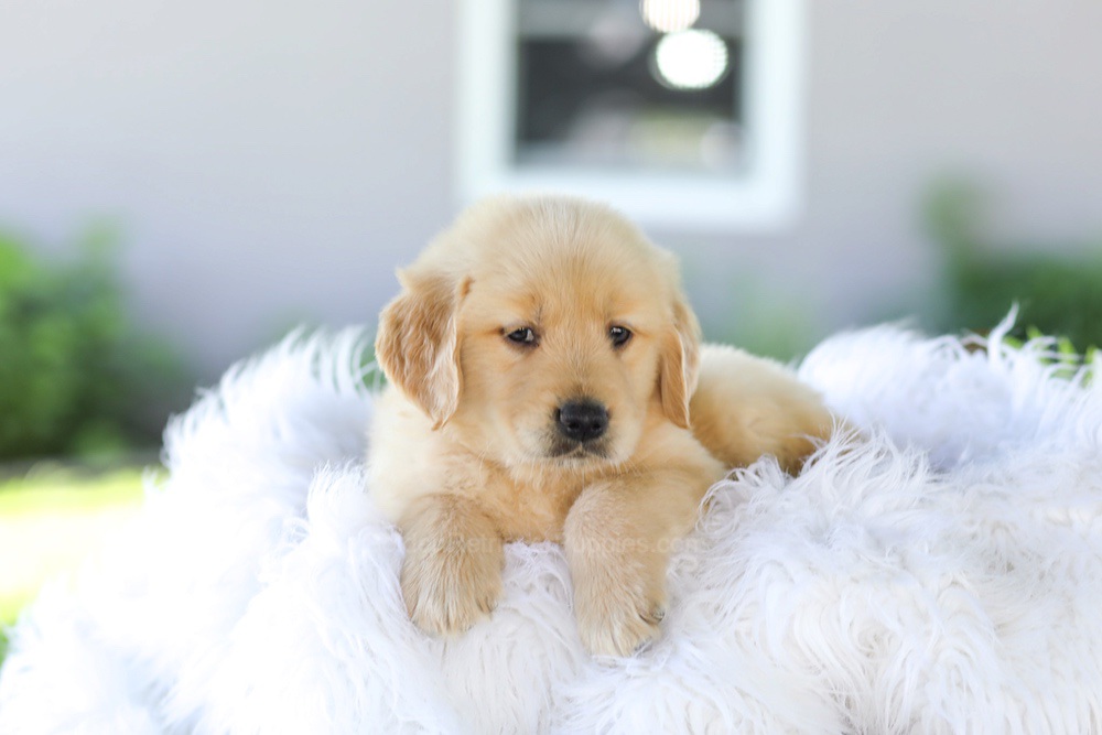 Badger Image of Badger, a Golden Retriever puppy