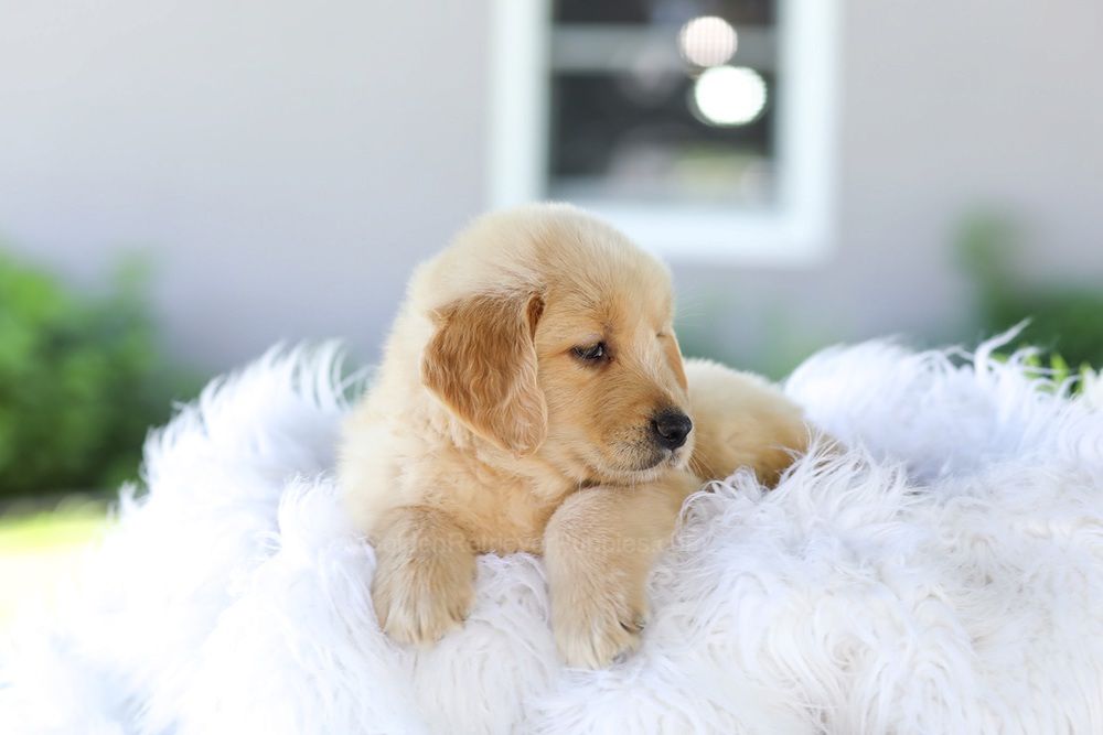 Badger Image of Badger, a Golden Retriever puppy