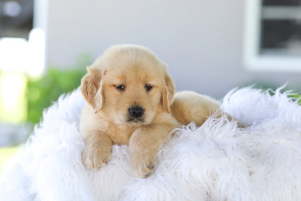 Badger Image of Badger, a Golden Retriever puppy