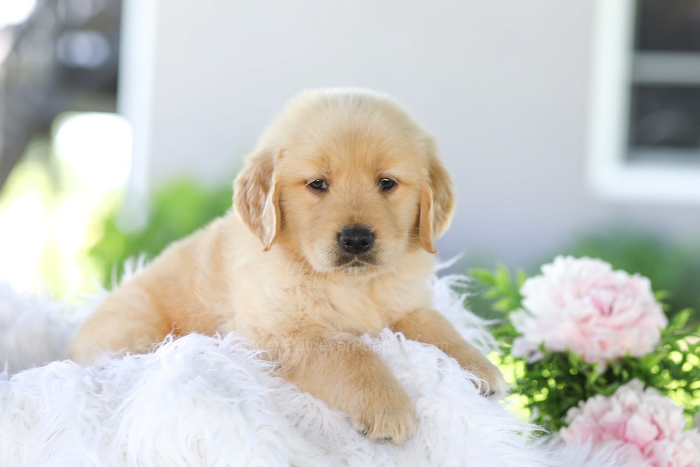 Badger Image of Badger, a Golden Retriever puppy
