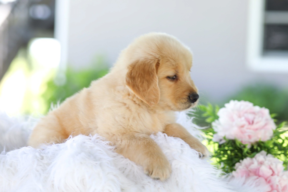 Badger Image of Badger, a Golden Retriever puppy