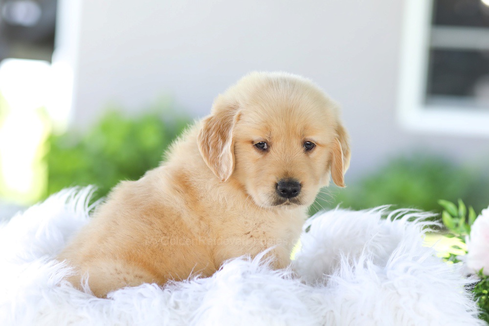 Badger Image of Badger, a Golden Retriever puppy