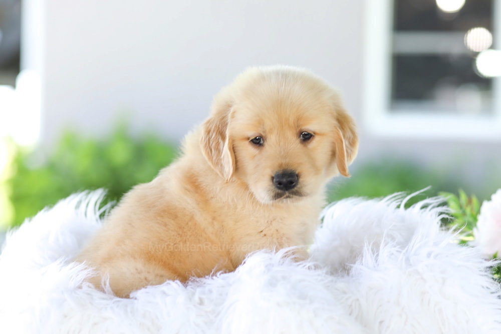 Badger Image of Badger, a Golden Retriever puppy