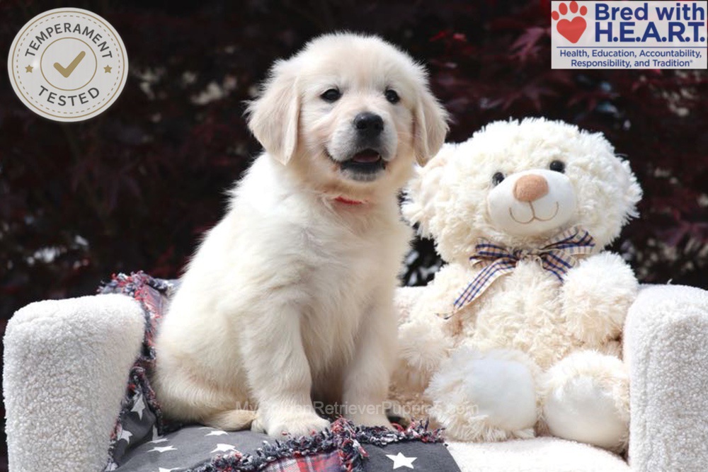 Bandit Image of Bandit, a Golden Retriever puppy