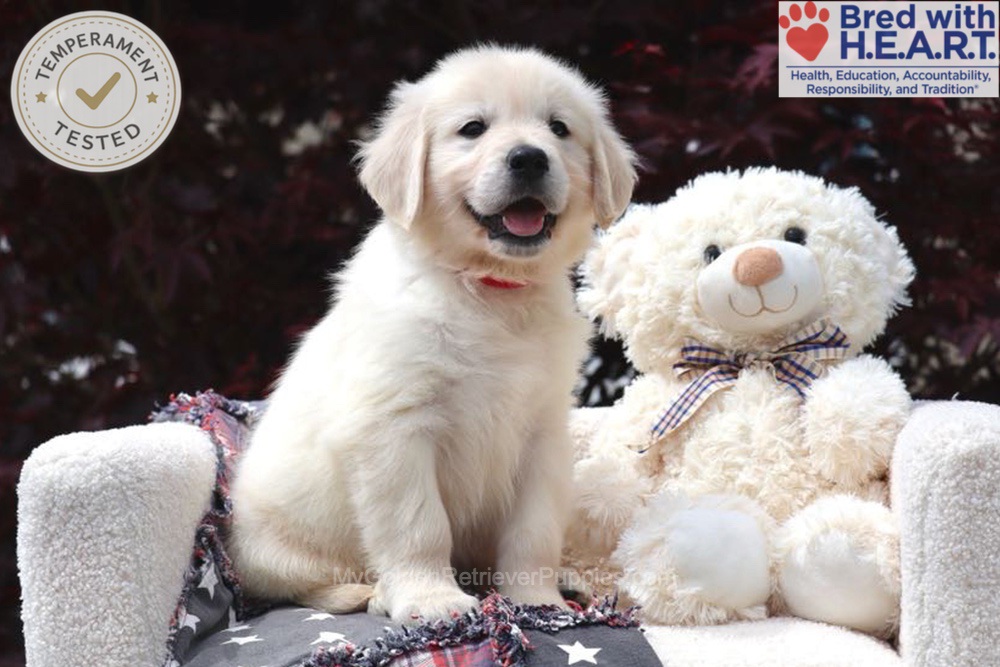 Bandit Image of Bandit, a Golden Retriever puppy