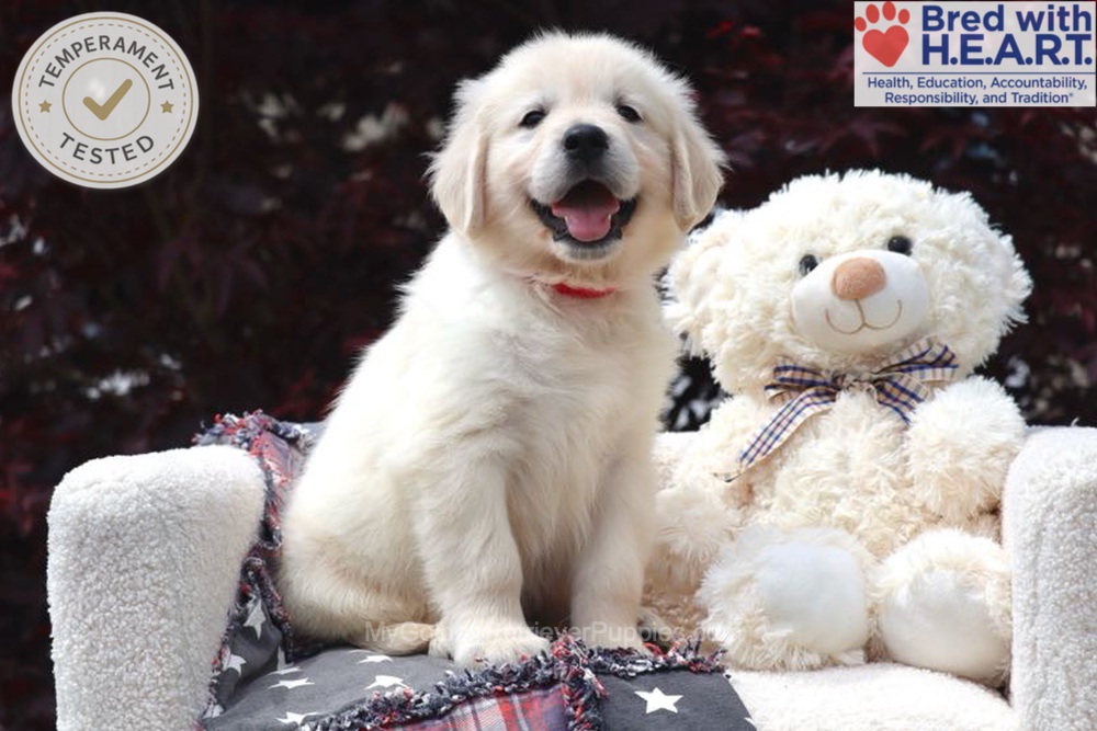 Bandit Image of Bandit, a Golden Retriever puppy