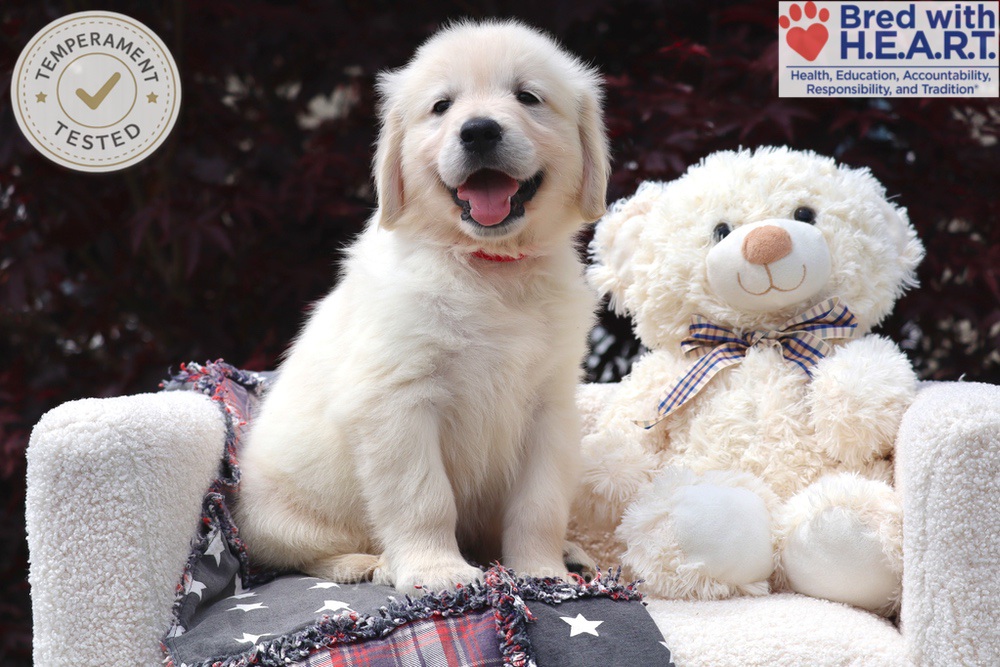 Bandit Image of Bandit, a Golden Retriever puppy