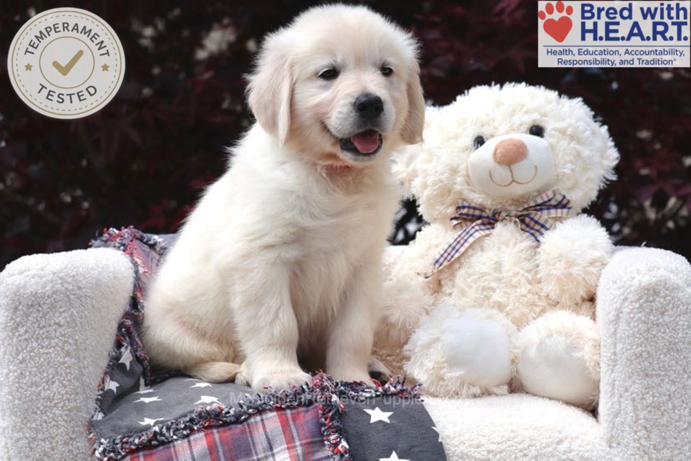 Bandit Image of Bandit, a Golden Retriever puppy