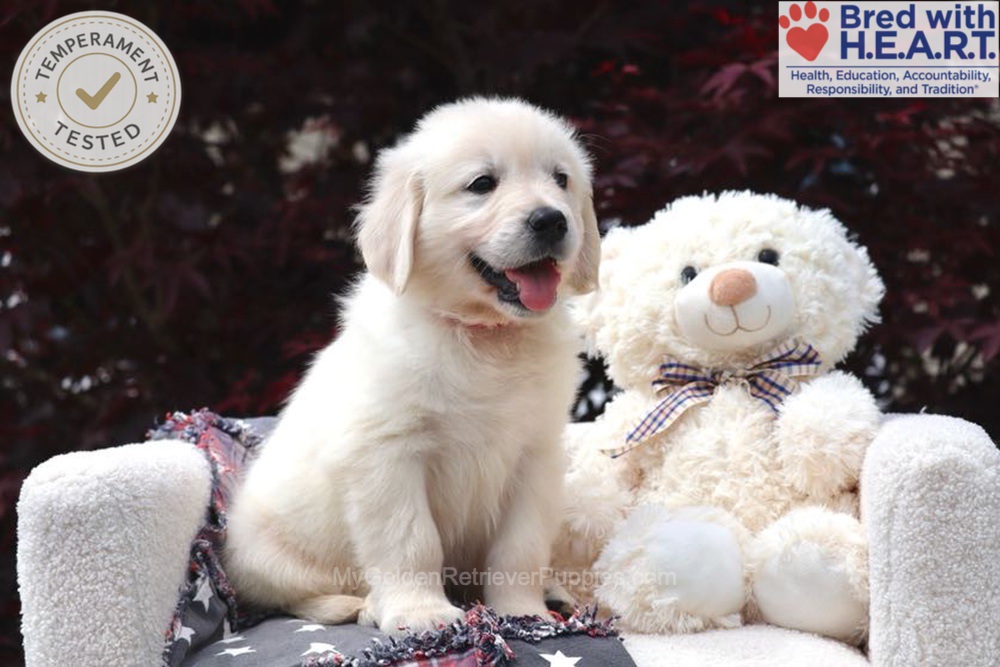 Bandit Image of Bandit, a Golden Retriever puppy