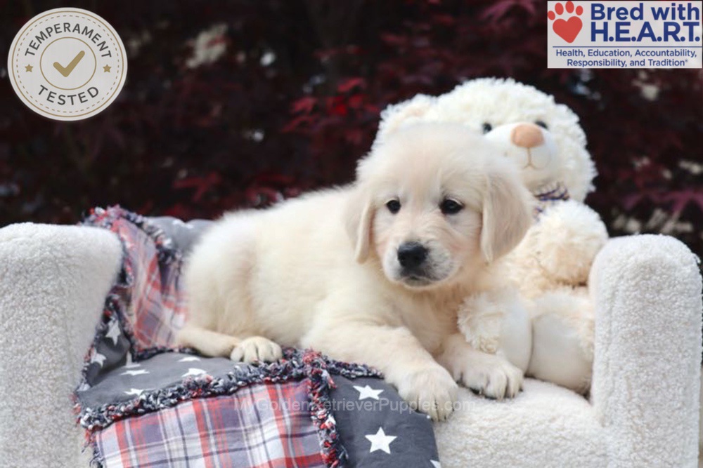 Bandit Image of Bandit, a Golden Retriever puppy