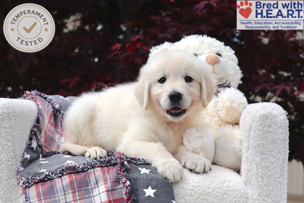 Bandit Image of Bandit, a Golden Retriever puppy