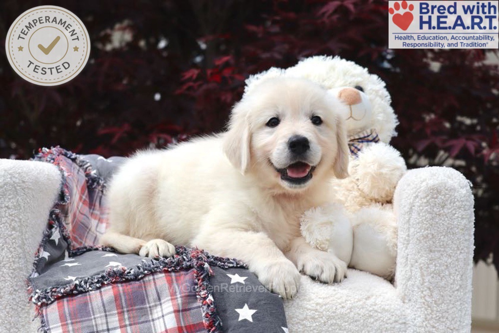 Bandit Image of Bandit, a Golden Retriever puppy